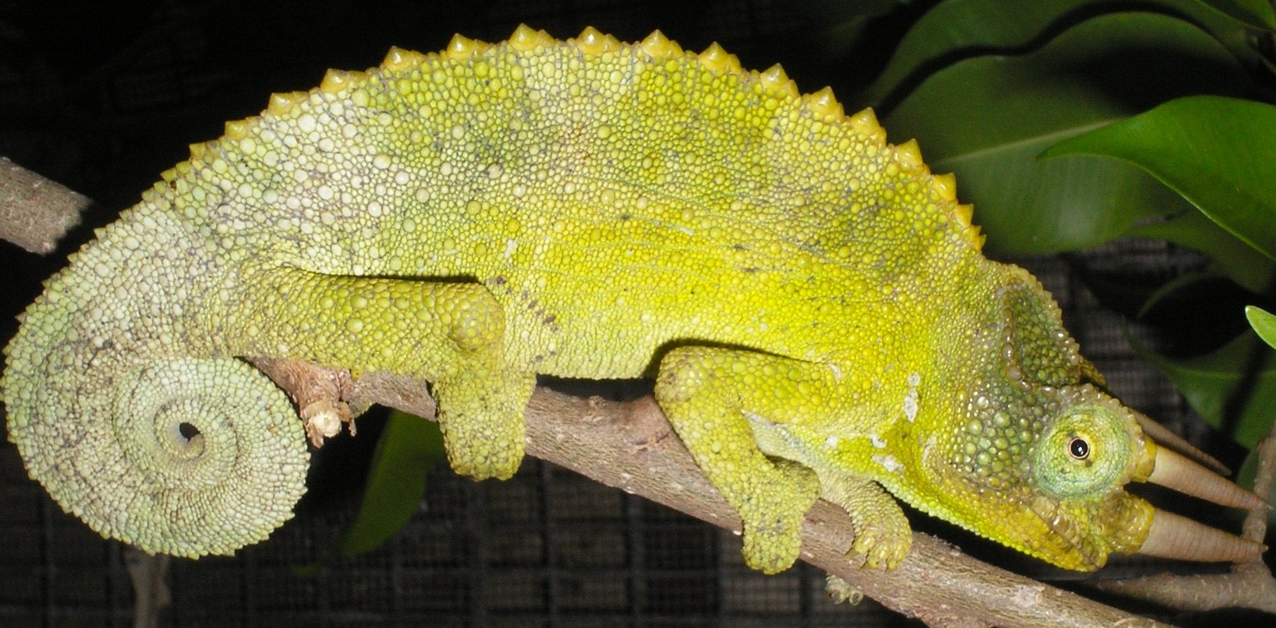 jurassic nation usa.com