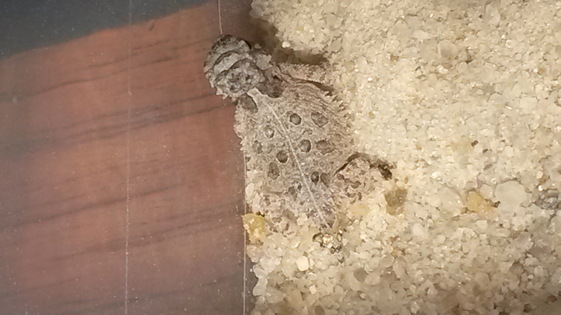 Just a few days old