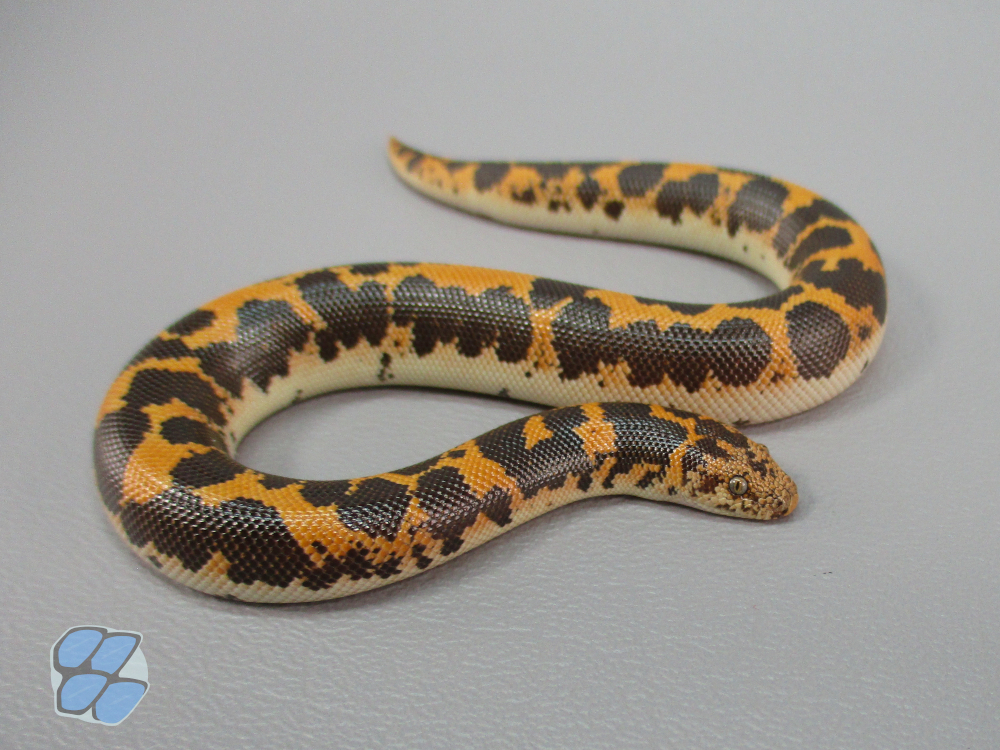 Juvenile double het paradox snow male
