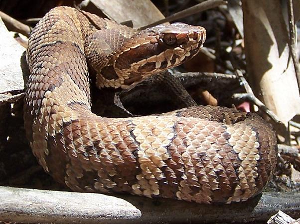juvenile FL cottonmouth