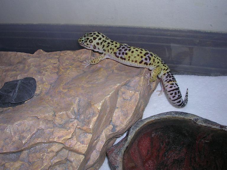 Juvenile Male 1