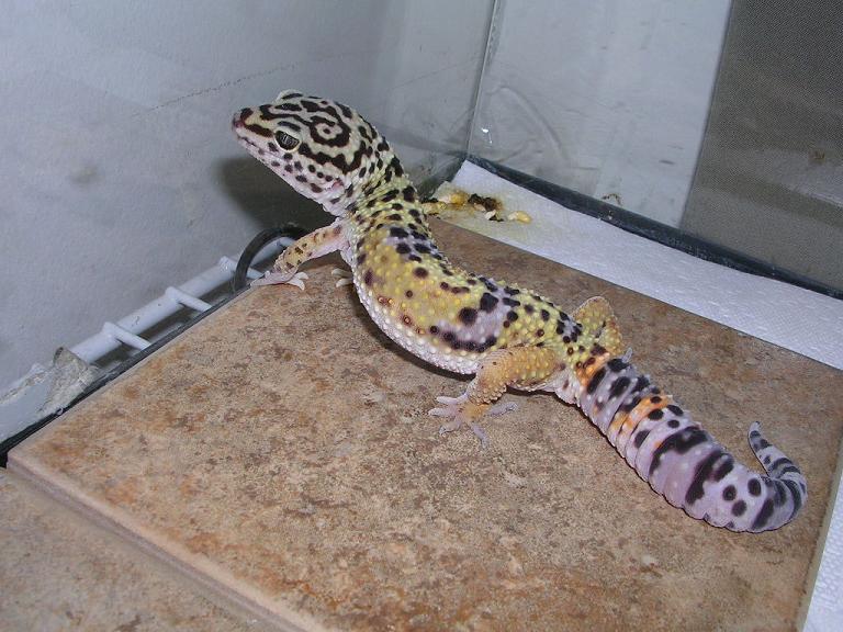 Juvenile Male 4