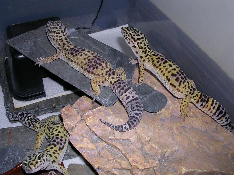Juvenile Males 2 and 3