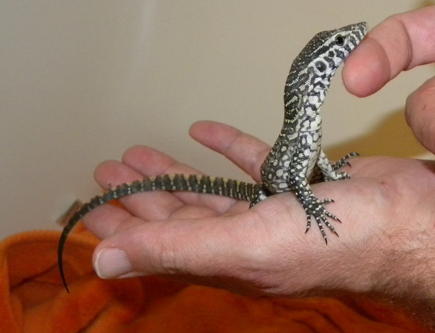 Juvenile Nile Monitor ~ Nigel