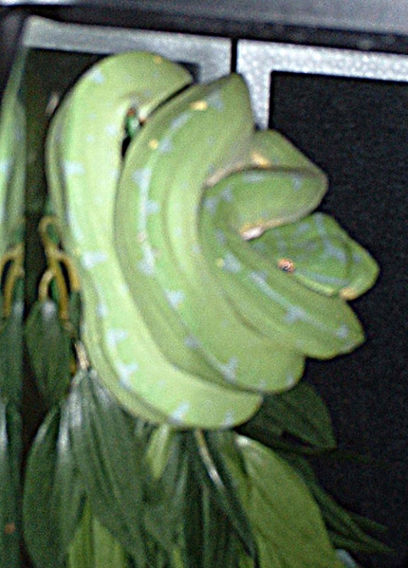 Kagome, GTP Female