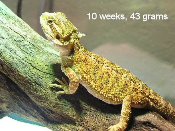 Kakadu Male 10wks