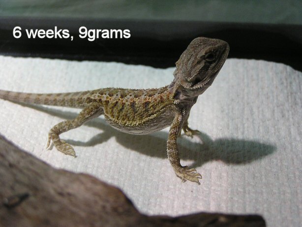 Kakadu Male 6wks