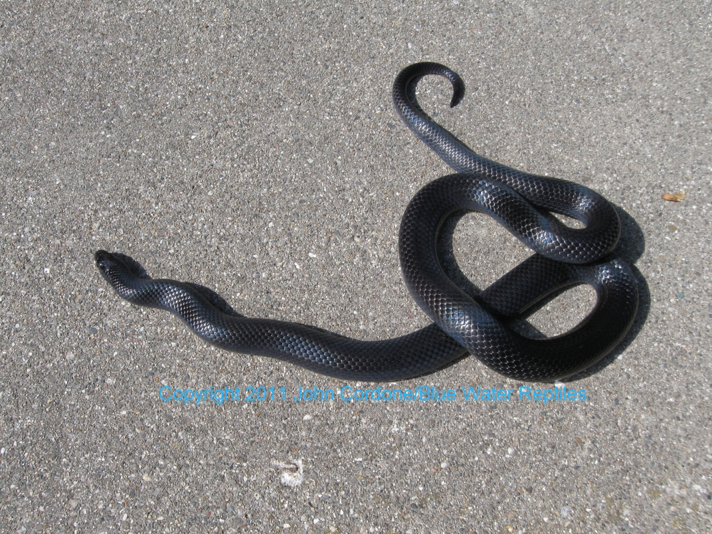 Kali 2007 Male Black Milksnake