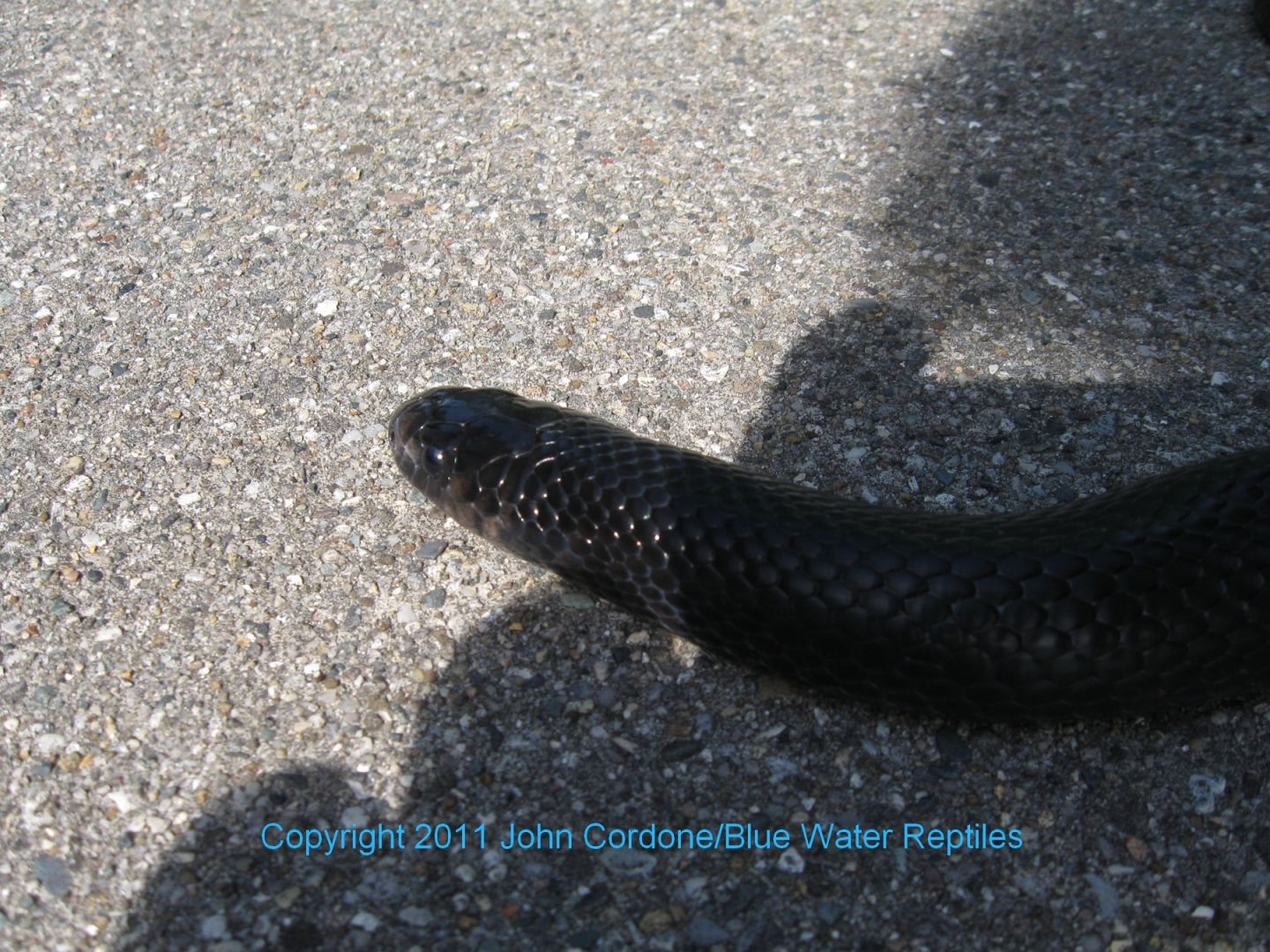 Kali 2007 Male Black Milksnake