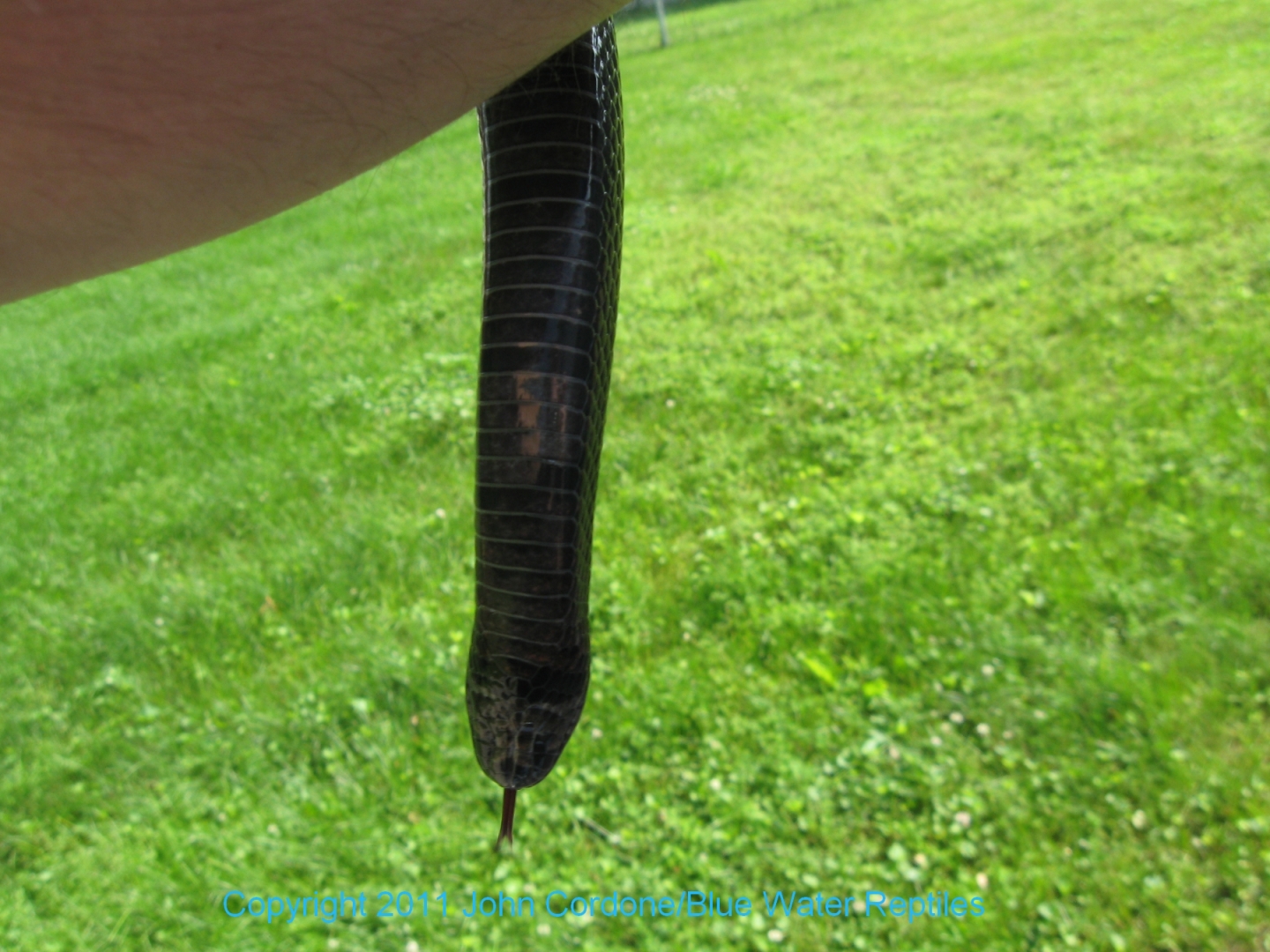 Kali 2007 Male Black Milksnake