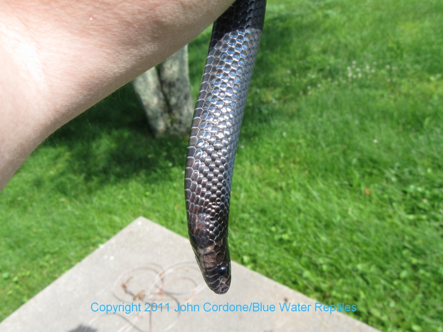 Kali 2007 Male Black Milksnake