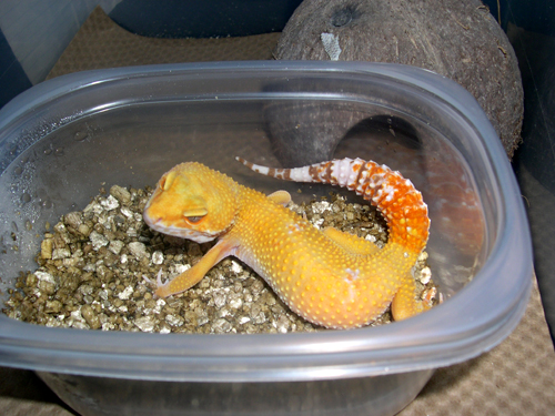 Kalypso working on 4th clutch