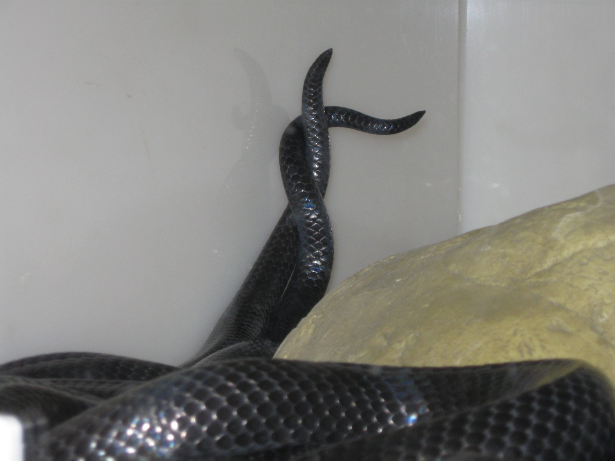 Kami and Kali 3-26-2011
