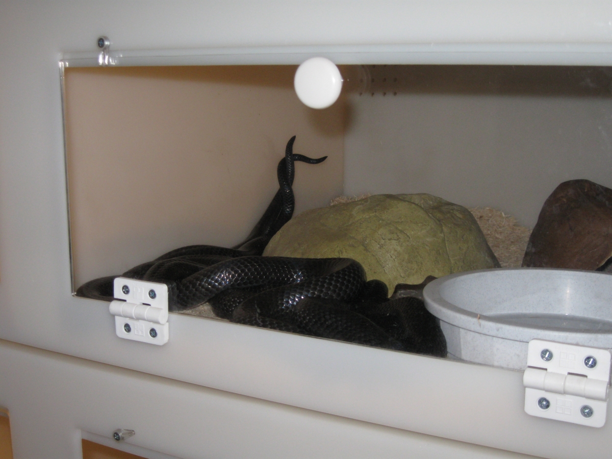 Kami and Kali 3-26-2011