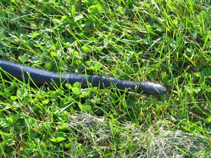 Kami, Black Milksnake outside 5/19/2009