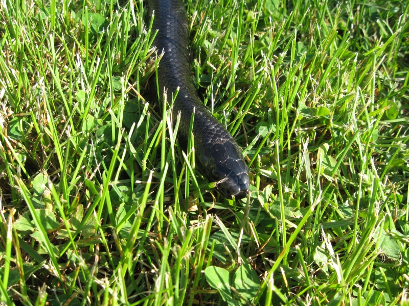 Kami, Black Milksnake outside 5/19/2009