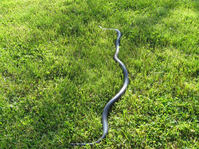 Kami, Black Milksnake outside 5/19/2009