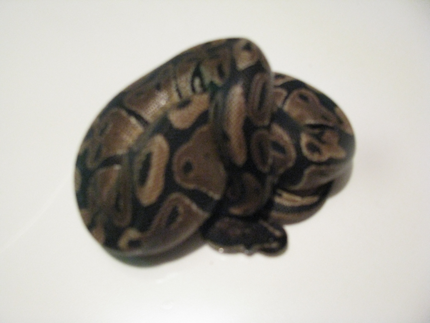kane against white