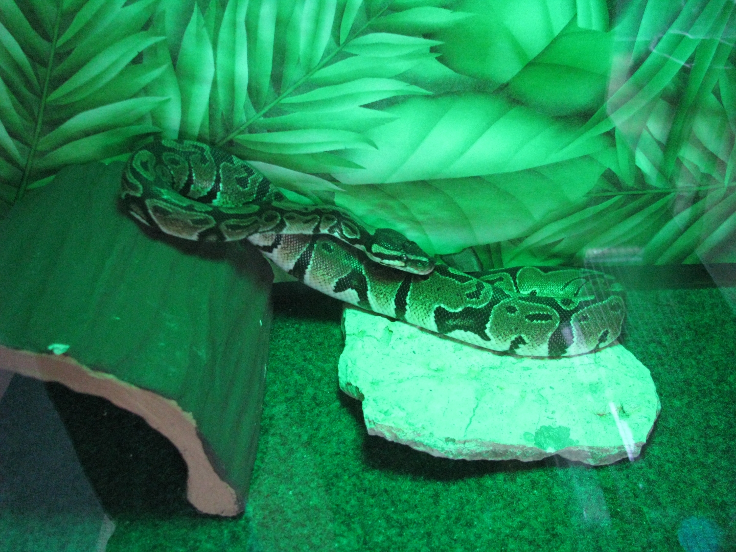 kane basking