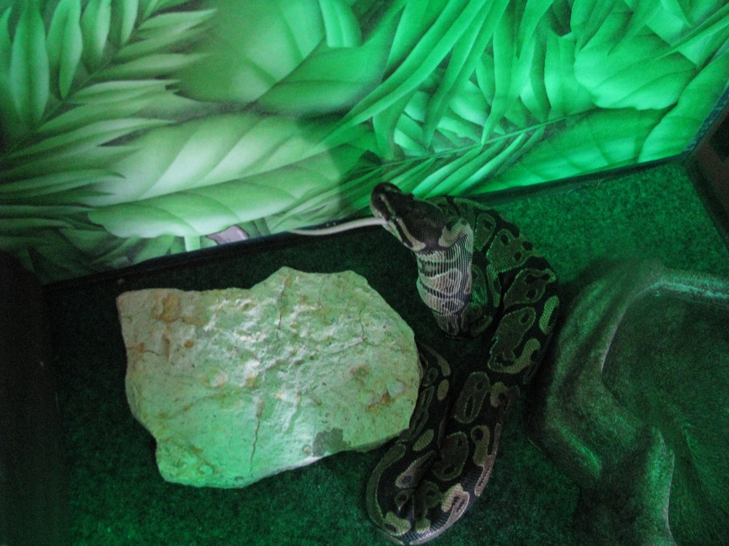 kane feeding 2