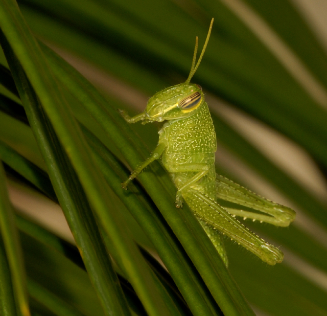 Katydid