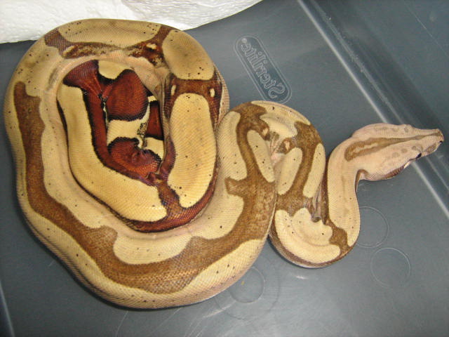 KELLY 5/11/08 0.1 HARLEQUIN X PERUVIAN POS. HET. PATTERNLESS
