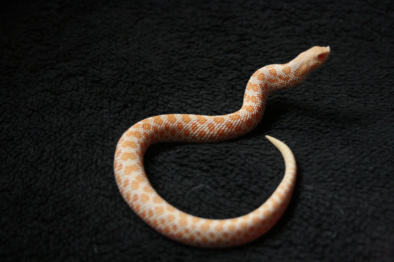 Kenny 1.0 albino western