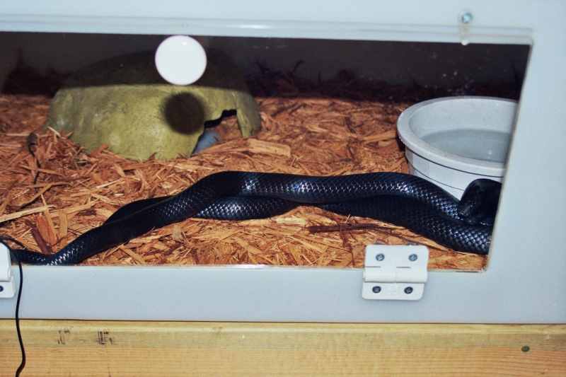 Kenny and Kami - Black Milksnakes
