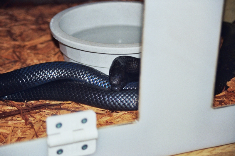 Kenny and Kami - Black Milksnakes