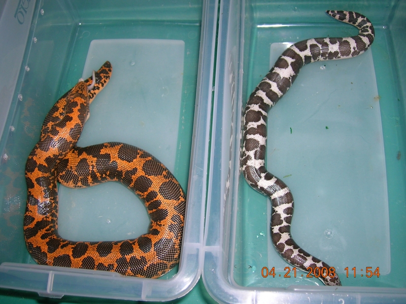 Kenyan Sand Boas