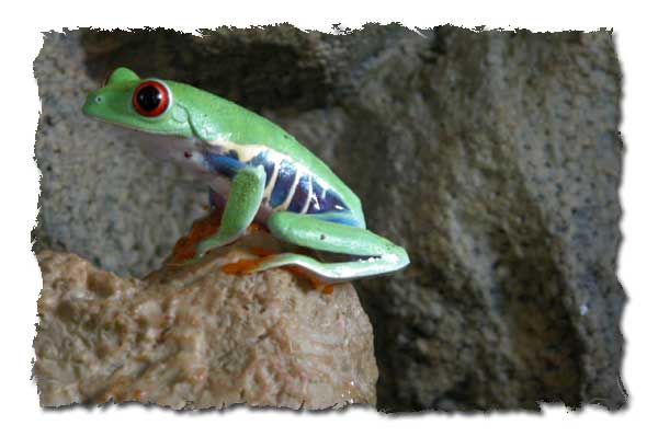 Kermit On Fountain