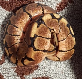 Khaleesi after shed