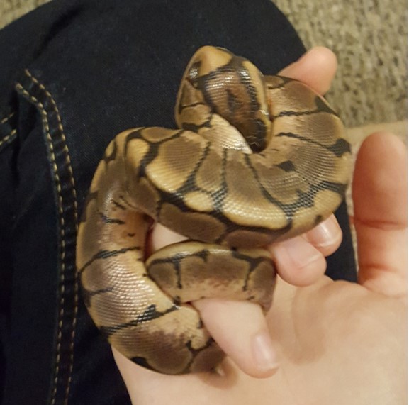Khaleesi before shed