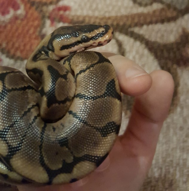 Khaleesi before shed