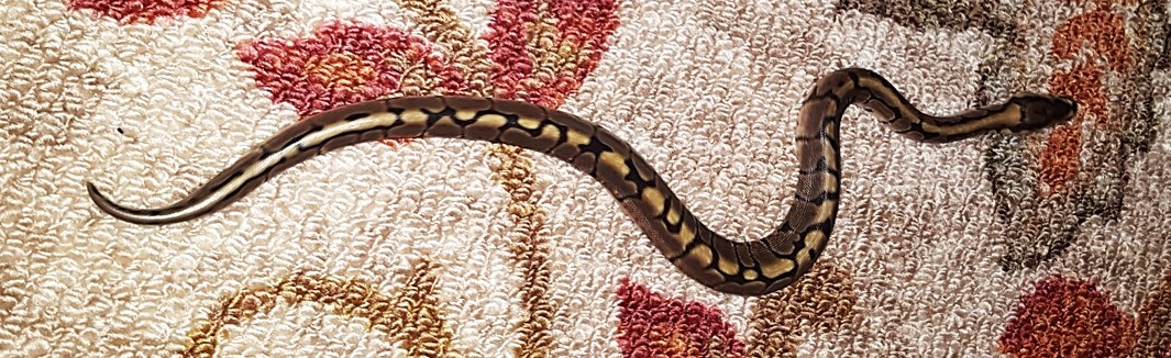 Khaleesi before shed