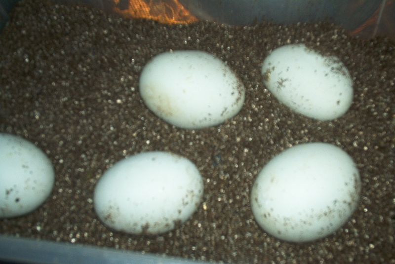 Khmua and Girls eggs 06
