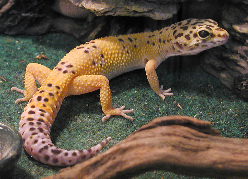 Kismet - hypo Tang