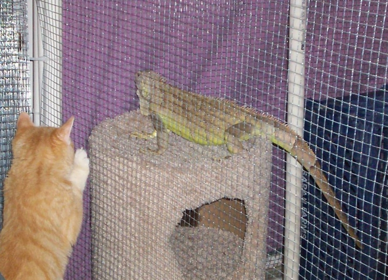 Kitty and Yoddie