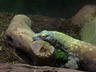 Komodo Dragon
