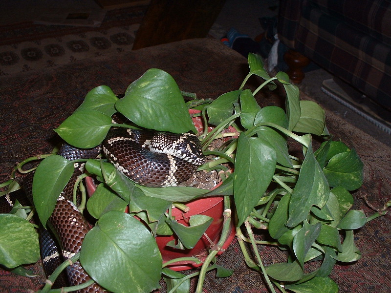 L.g.g. in plant
