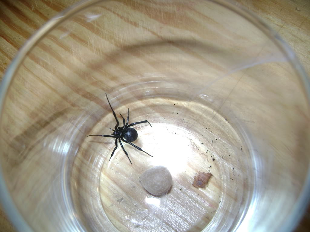 L. mactans with Egg Sac
