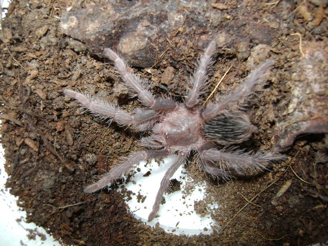 L. parahybana Juvenile