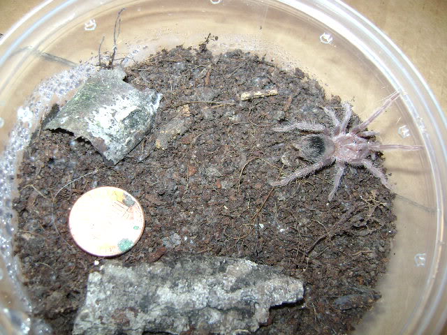 L. parahybana Juvenile