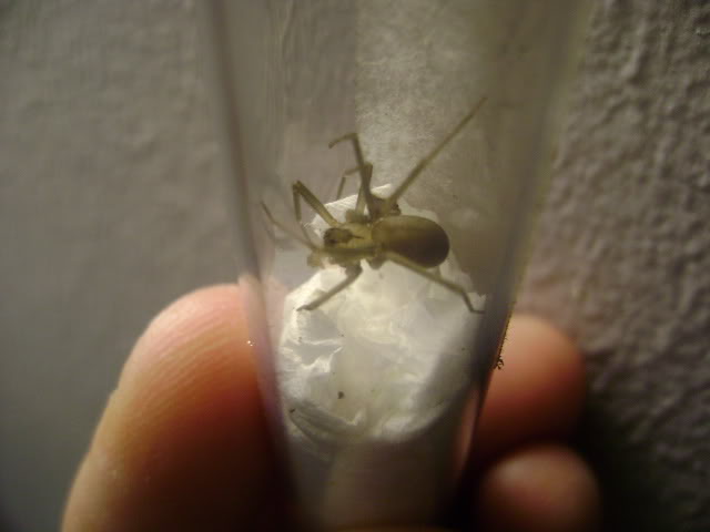 L. reclusa