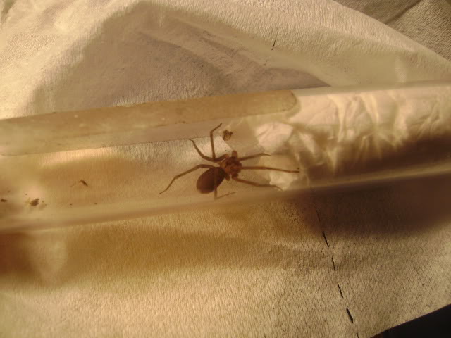 L. reclusa