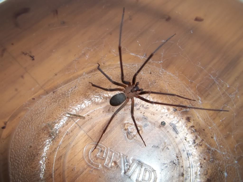L. reclusa
