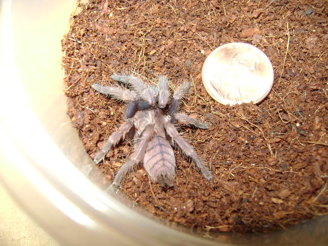 L. violaceopes Sling