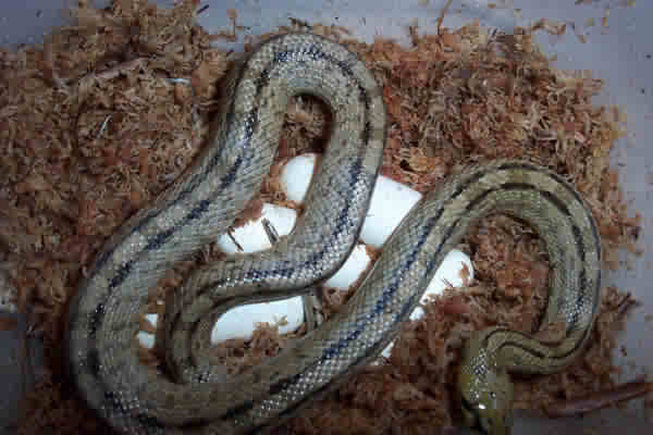 ladder ratsnake