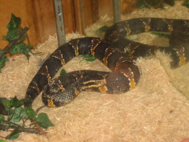 lady