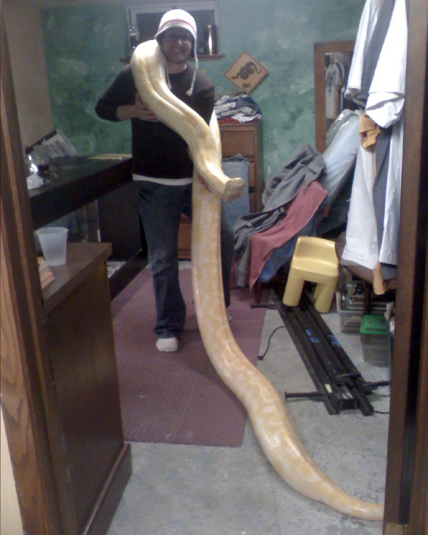 large albino burmese python big